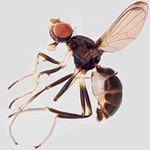 Sepsidae-000022-armata