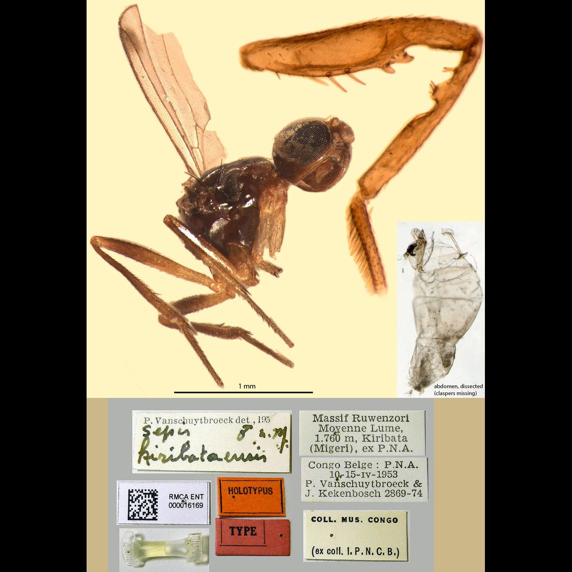 Specimen Photo Medium Resolution