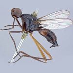 Sepsidae-000177-intermedia