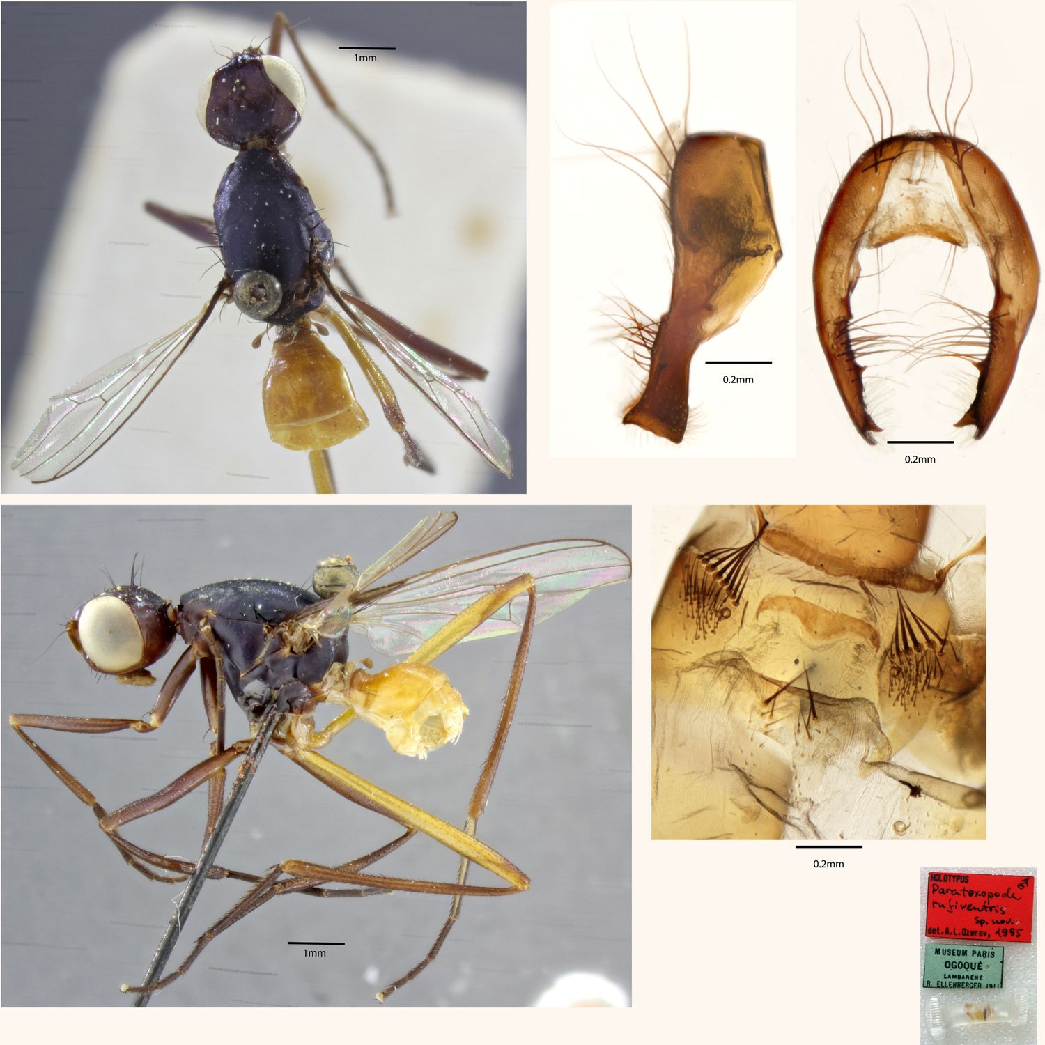 Specimen Photo Medium Resolution