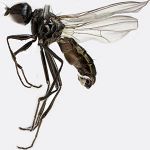 Sepsidae-000234-holaethiops