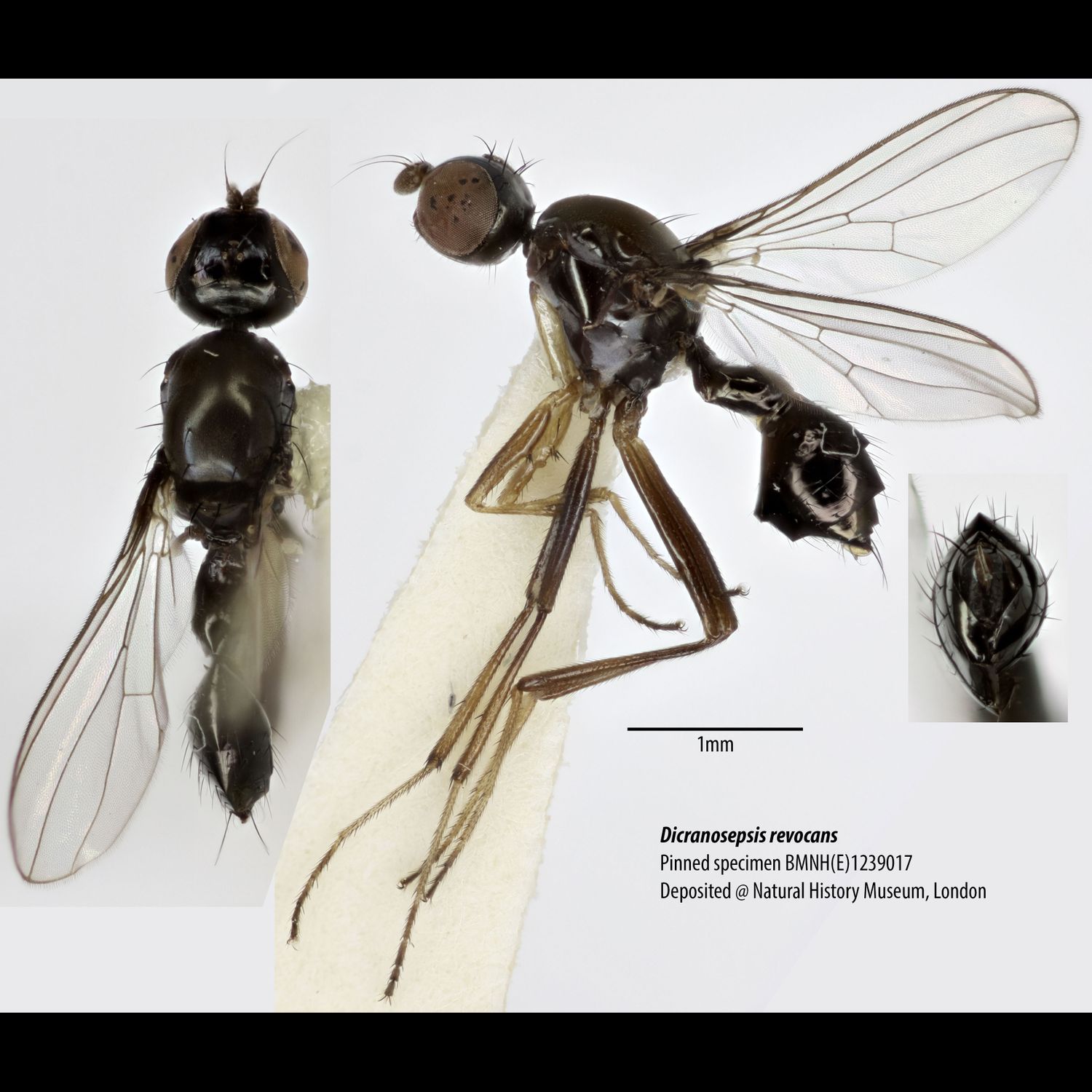 Specimen Photo Medium Resolution