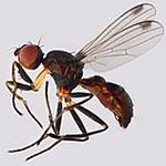 Sepsidae-000218-cynipsea