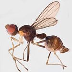 Sepsidae-000041-ruanoliensis