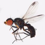 Sepsidae-000222-duplicata