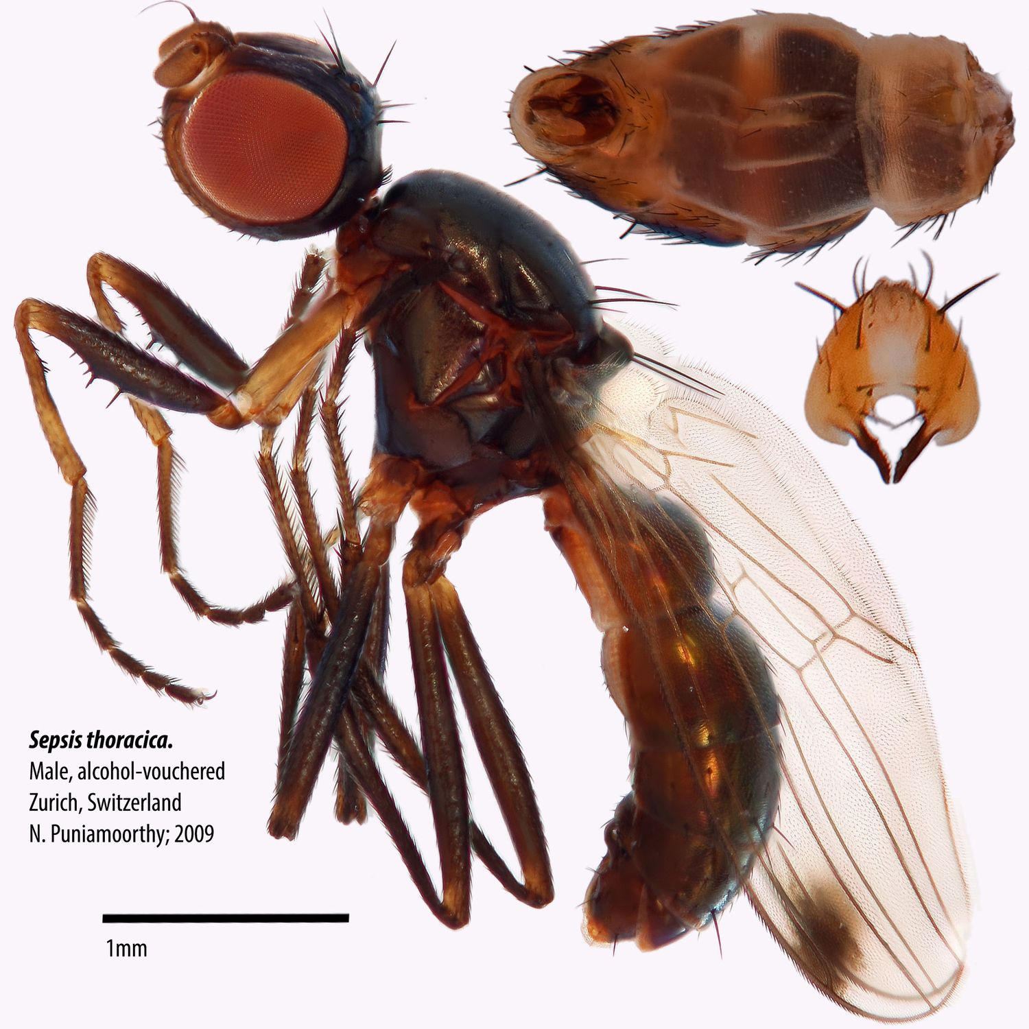 Specimen Photo Medium Resolution