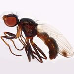 Sepsidae-000285-thoracica