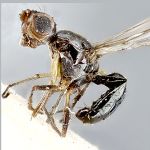 Sepsidae-000001-aethiopica