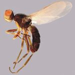 Sepsidae-000315-nigricornis