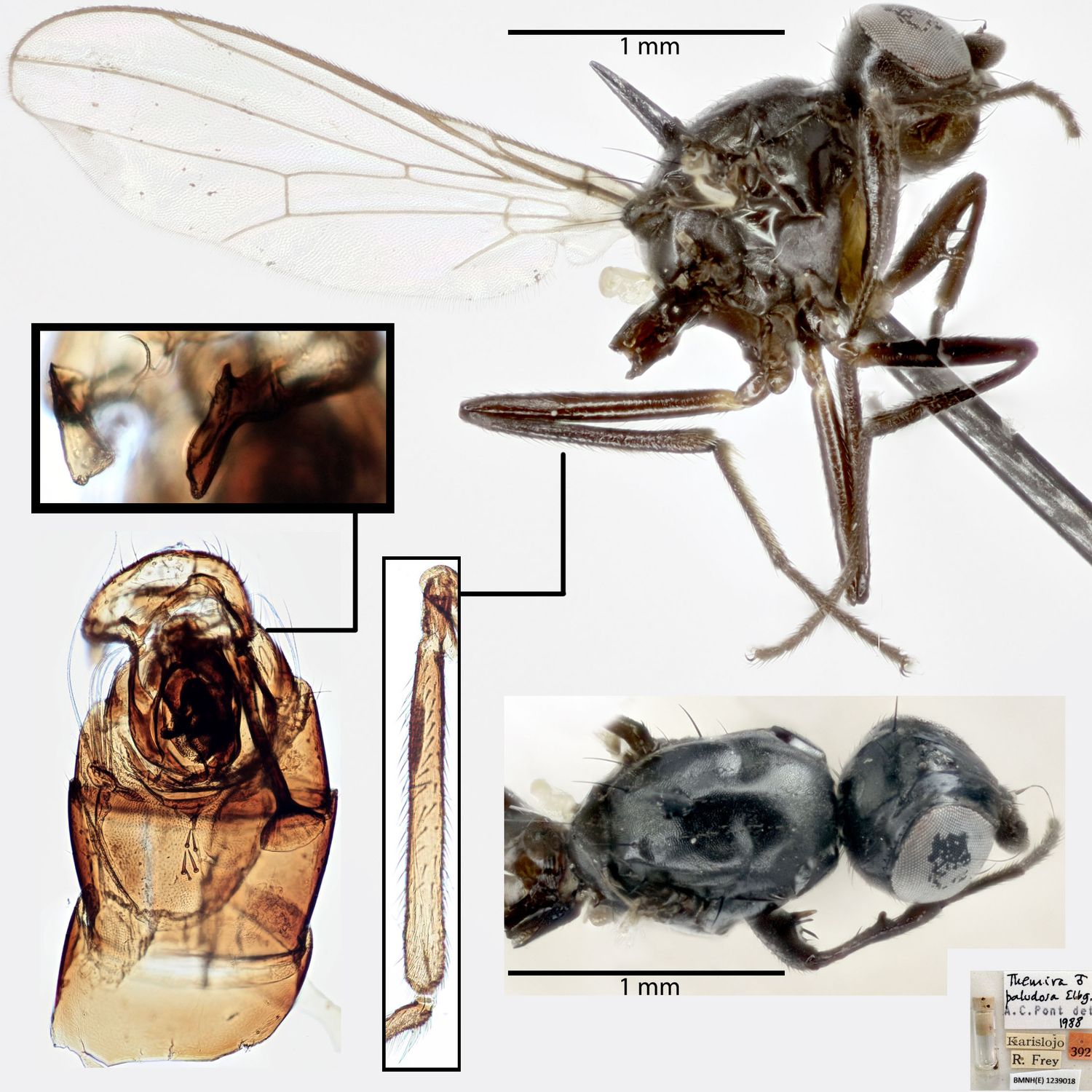 Specimen Photo Medium Resolution