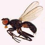 Sepsidae-000320-putris