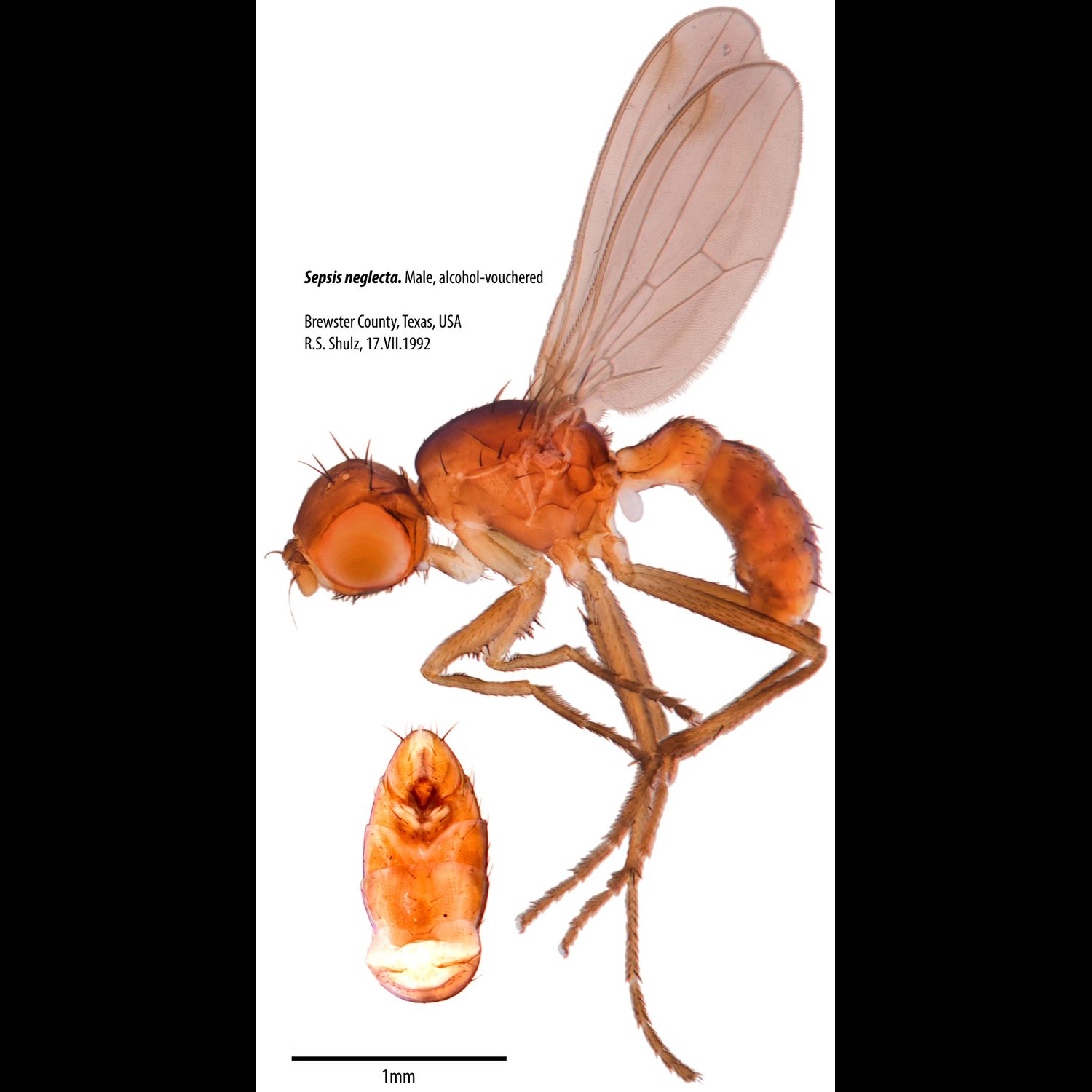 Specimen Photo Medium Resolution