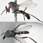 Sepsidae-000334-contracta