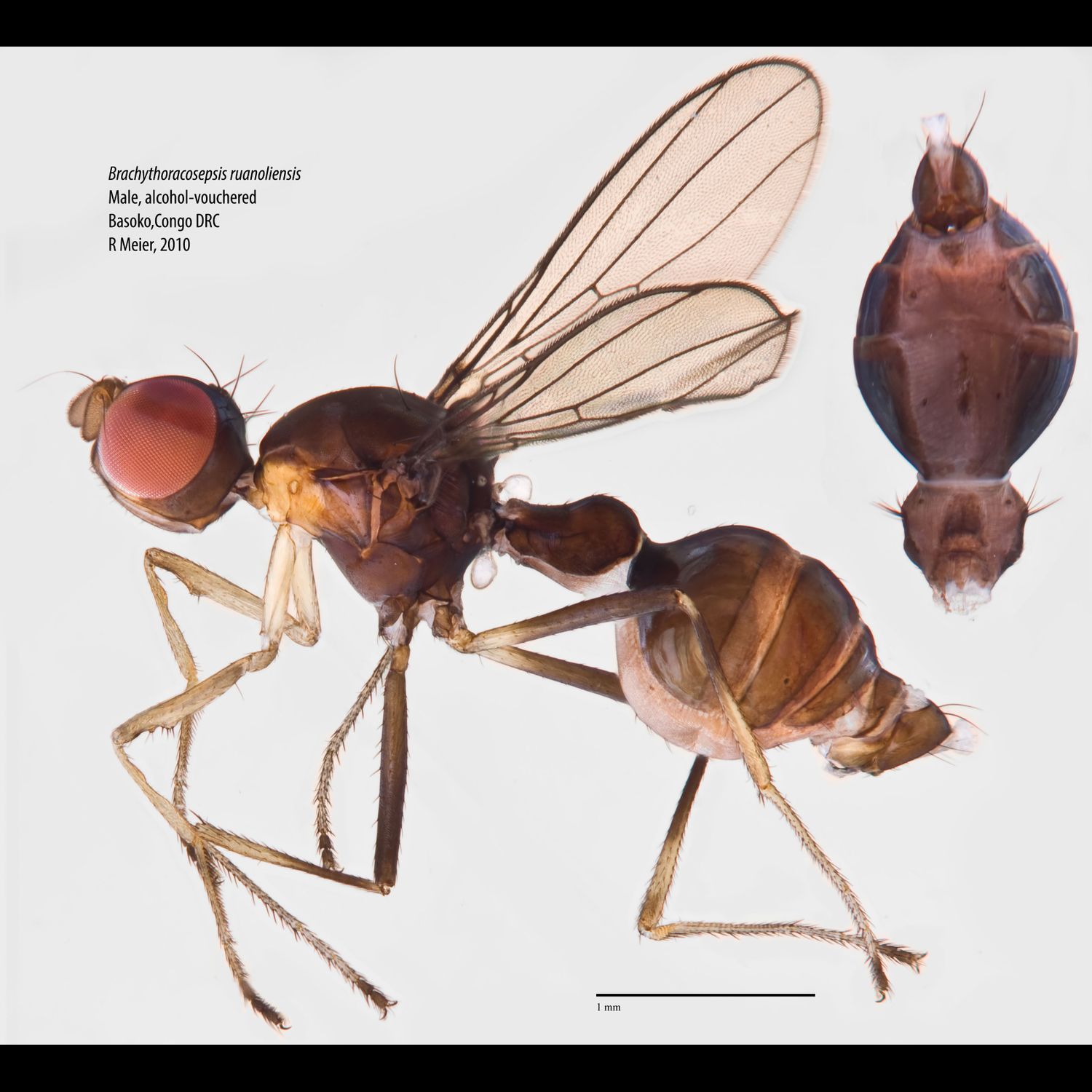 Specimen Photo Medium Resolution