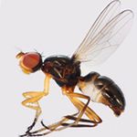 Sepsidae-000026-ecalcarata