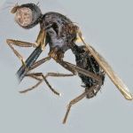 Sepsidae-000279-setulosa