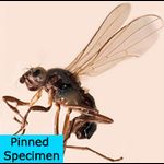 Sepsidae-000299-germanica