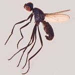 Sepsidae-000347-soror