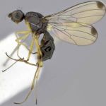 Sepsidae-000154-punctulata