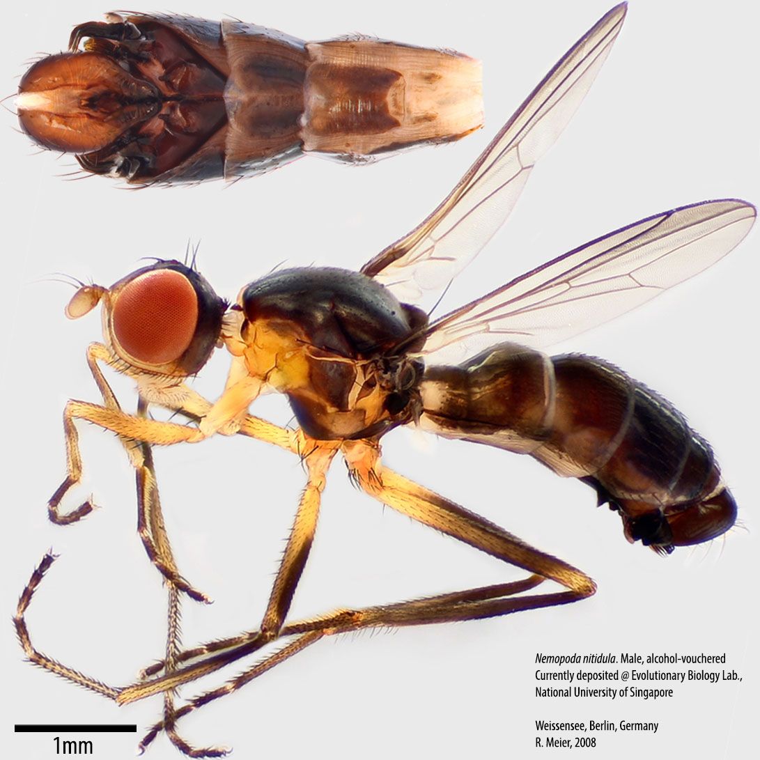 Specimen Photo Medium Resolution