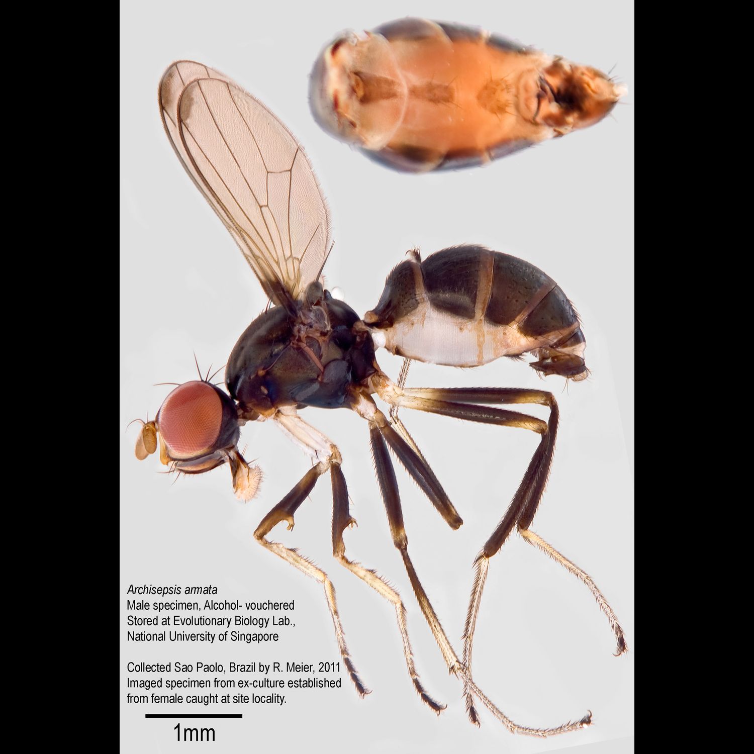 Specimen Photo Medium Resolution