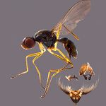 Sepsidae-000191-cuirassa