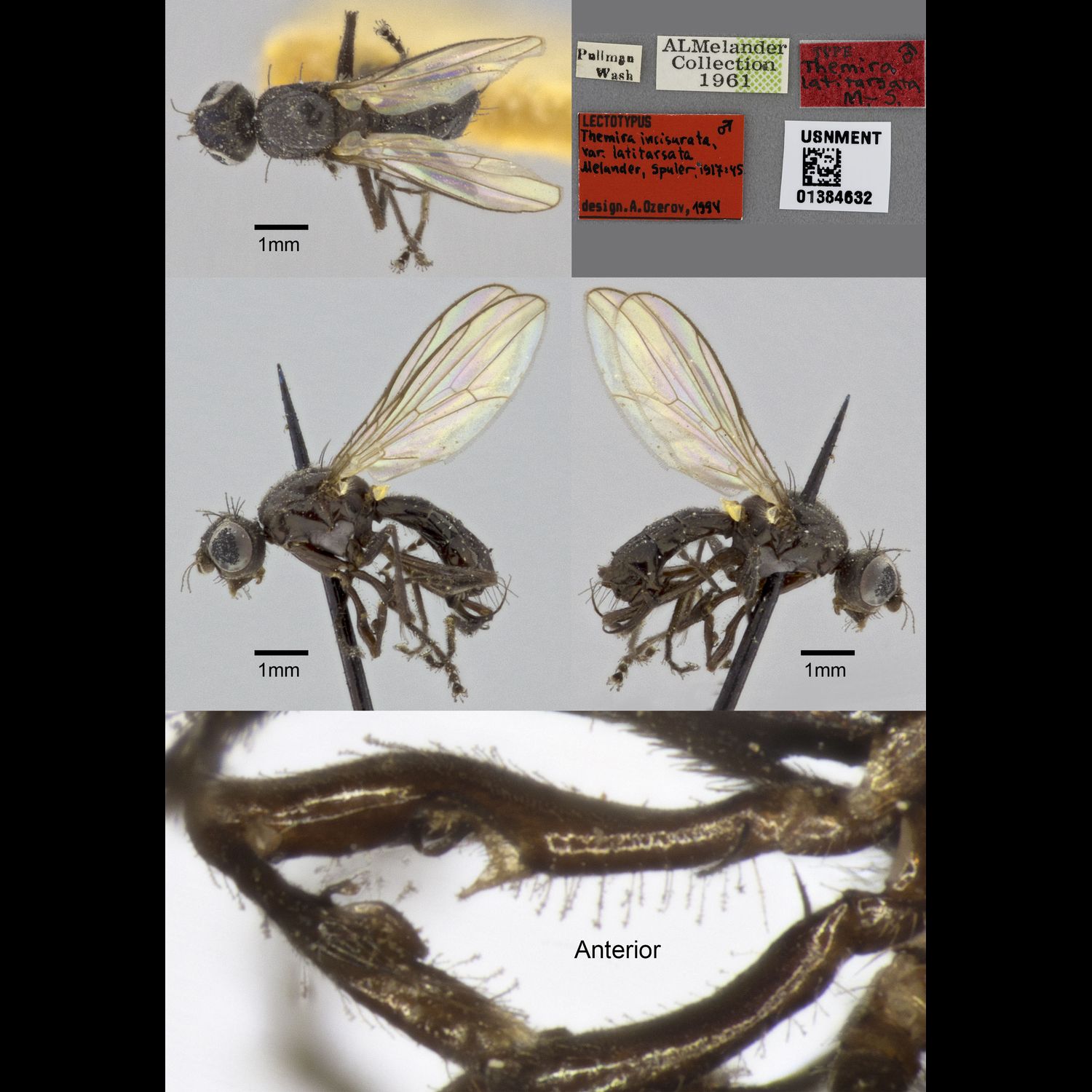 Specimen Photo Medium Resolution