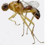 Sepsidae-000220-delectabilis