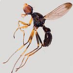 Sepsidae-000151-golovastik