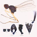 Sepsidae-000195-lobo