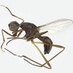 Sepsidae-000174-flavitarsis