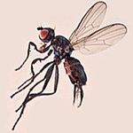 Sepsidae-000327-superba