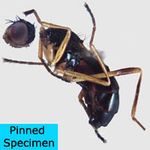 Sepsidae-000316-notmani