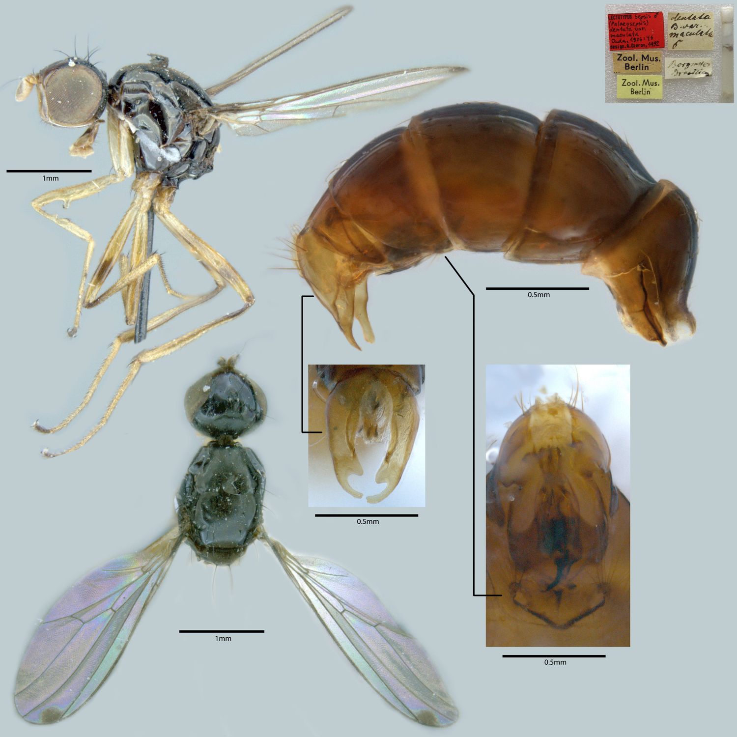 Specimen Photo Medium Resolution