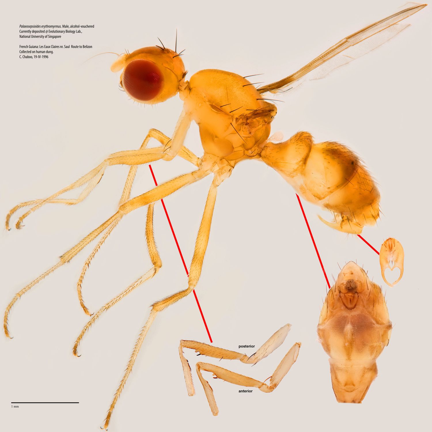 Specimen Photo Medium Resolution