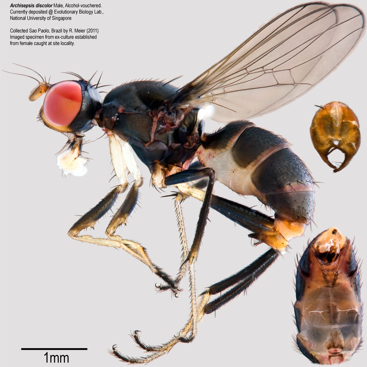 Specimen Photo Medium Resolution