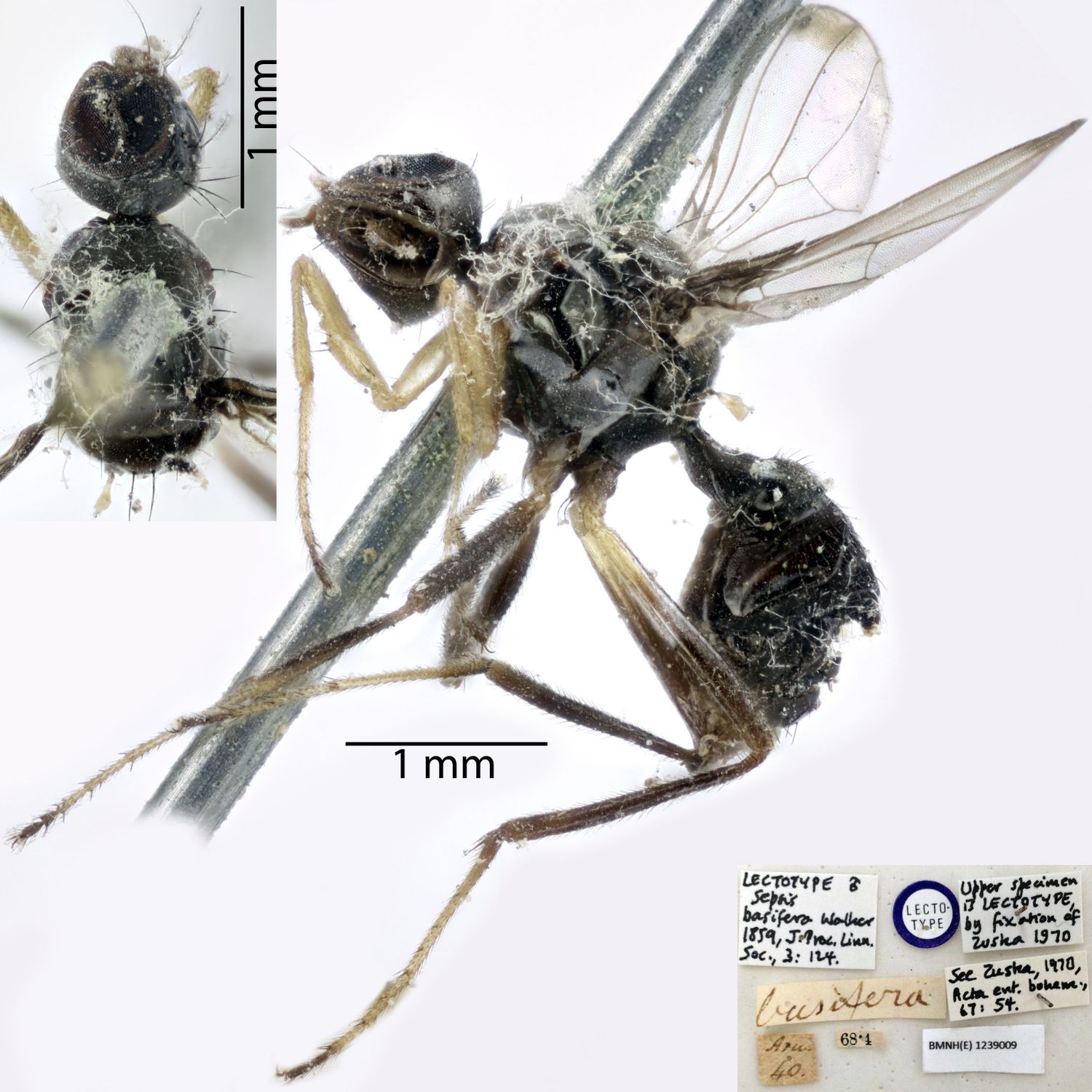 Specimen Photo Medium Resolution