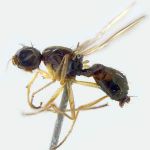 Sepsidae-000079-transita