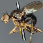 Sepsidae-000031-polychaeta