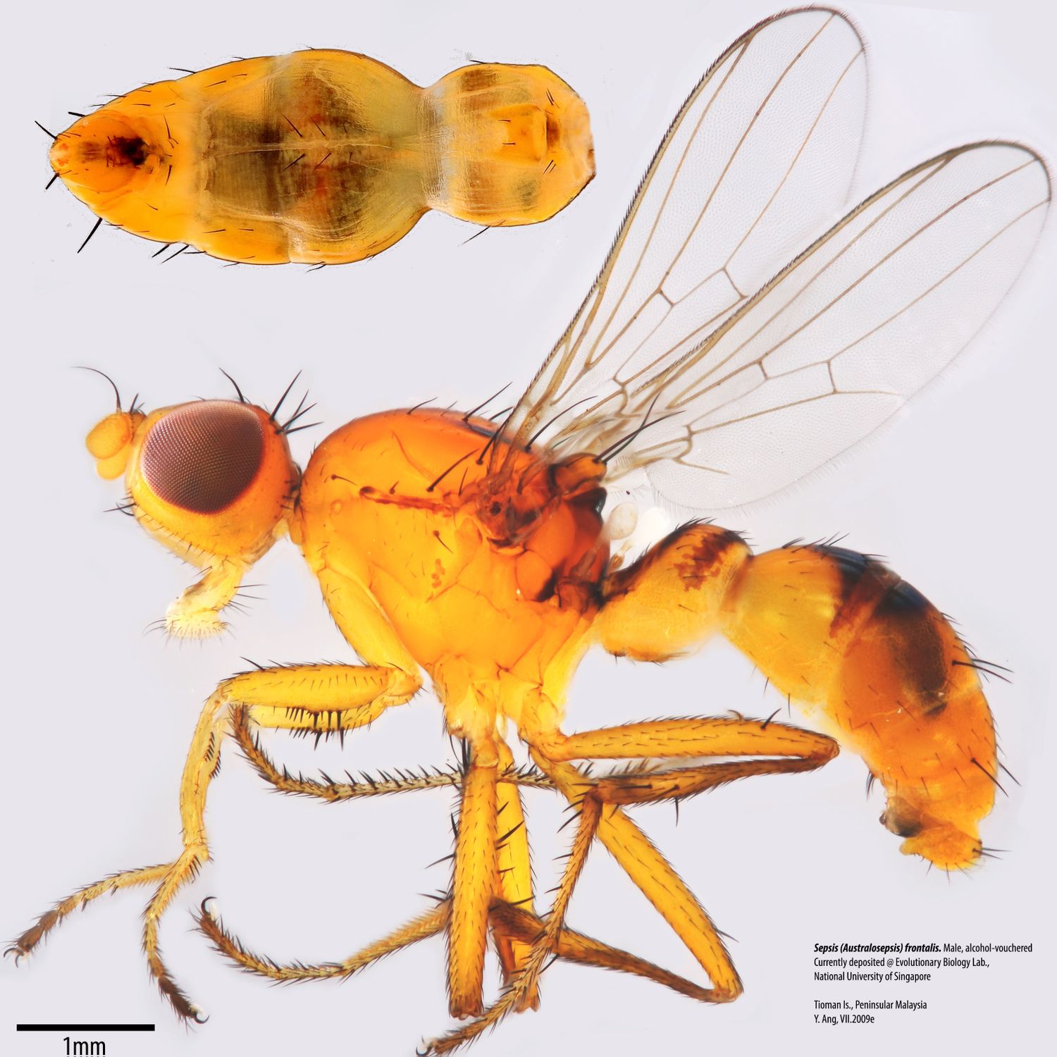 Specimen Photo Medium Resolution