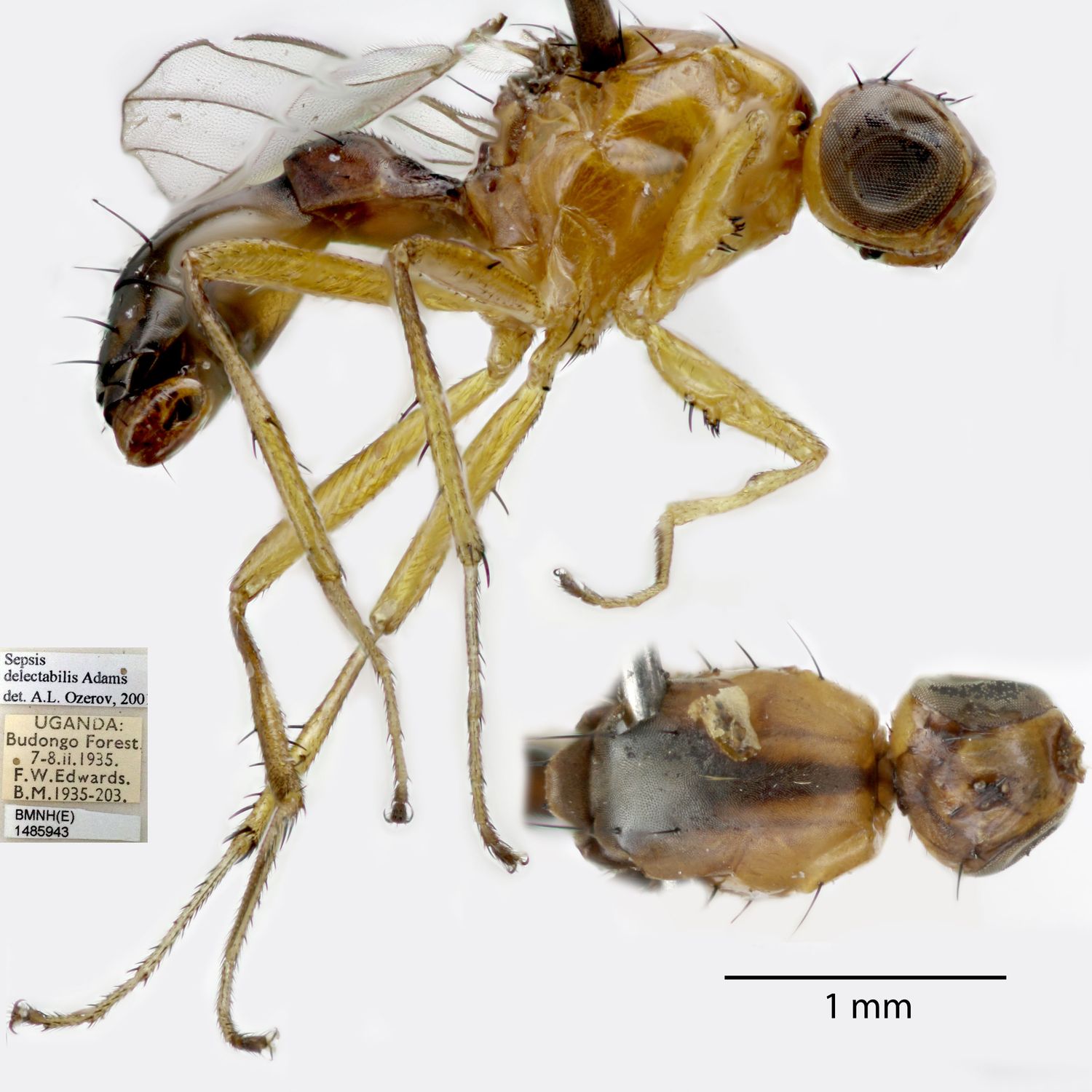 Specimen Photo Medium Resolution