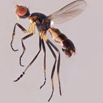 Sepsidae-000292-annulipes