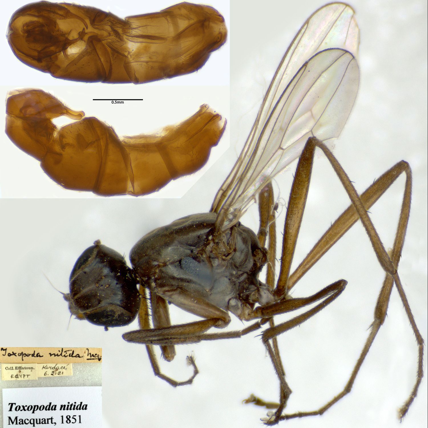 Specimen Photo Medium Resolution