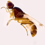 Sepsidae-000211-barbata