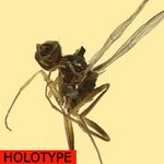 Sepsidae-000018-sublateralis
