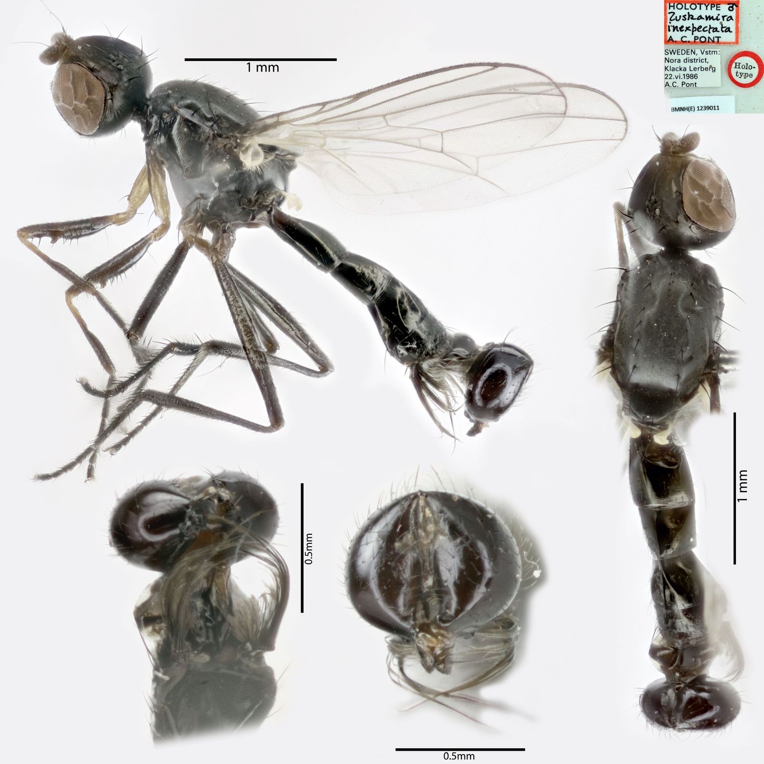 Specimen Photo Medium Resolution