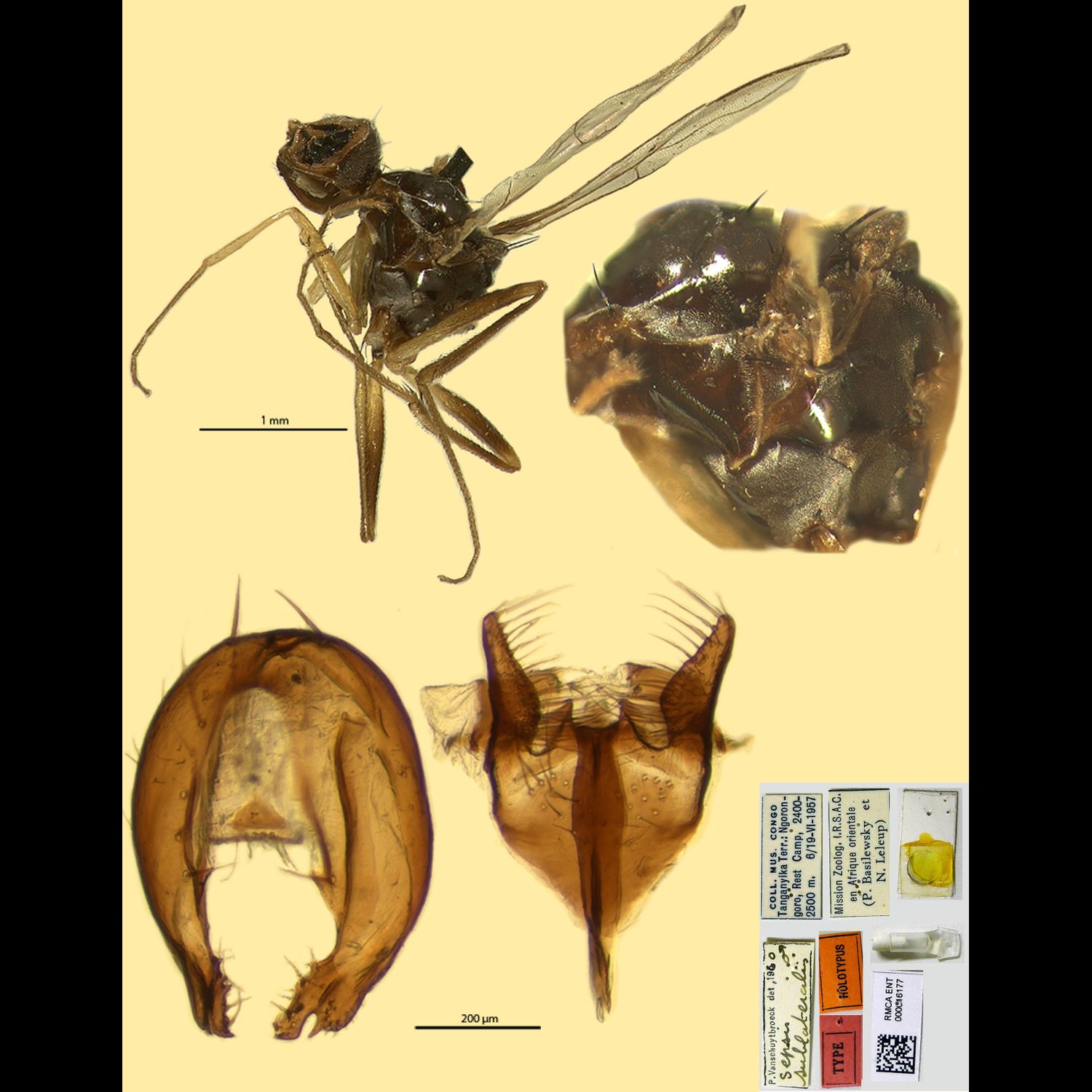 Specimen Photo Medium Resolution