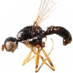 Sepsidae-000149-dentatiformis