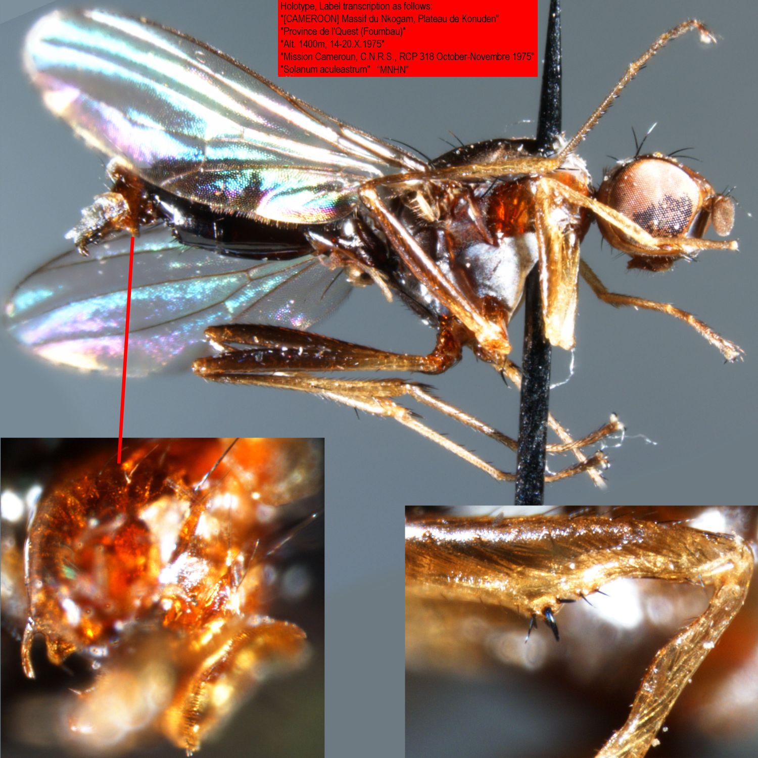 Specimen Photo Medium Resolution