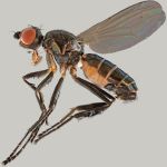 Sepsidae-000358-lohmanus